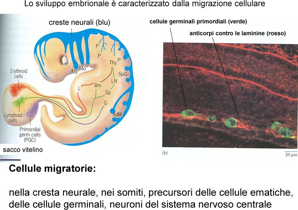 sacco vitelino Cellule migratorie: nella cresta neurale, nei somiti, precursori