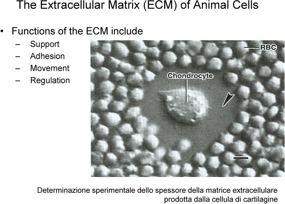 Regulation Determinazione sperimentale dello spessore