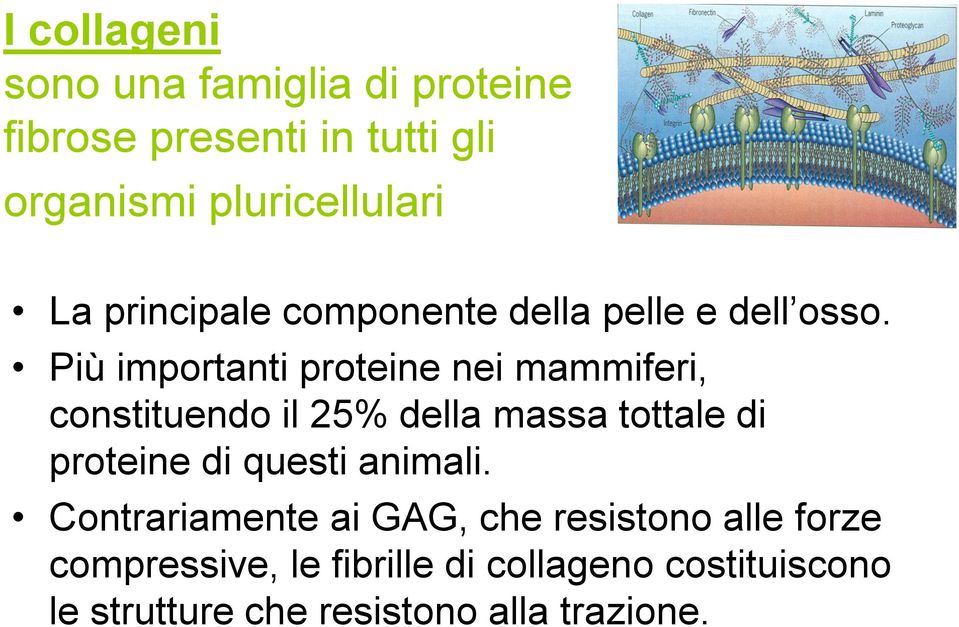 Più importanti proteine nei mammiferi, constituendo il 25% della massa tottale di proteine di