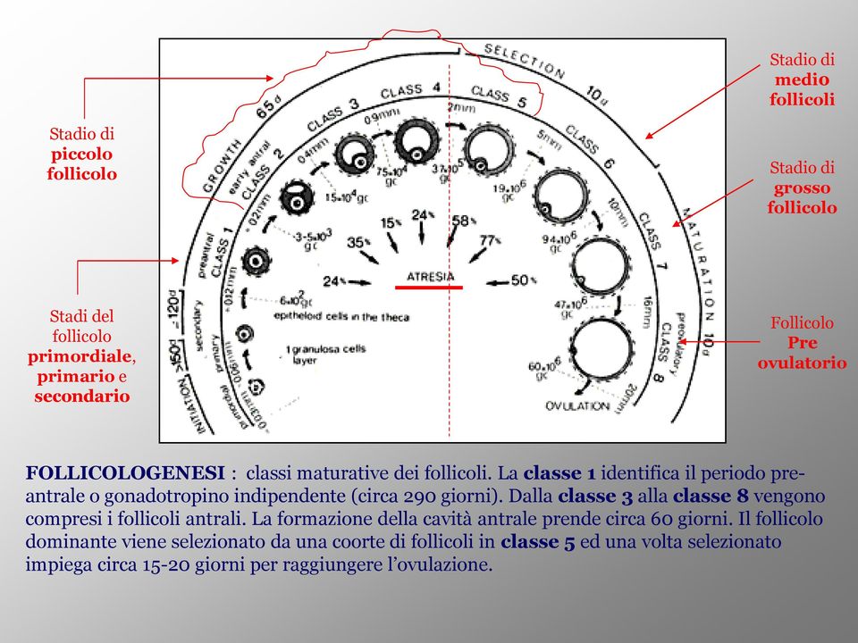 La classe 1 identifica il periodo preantrale o gonadotropino indipendente (circa 290 giorni).