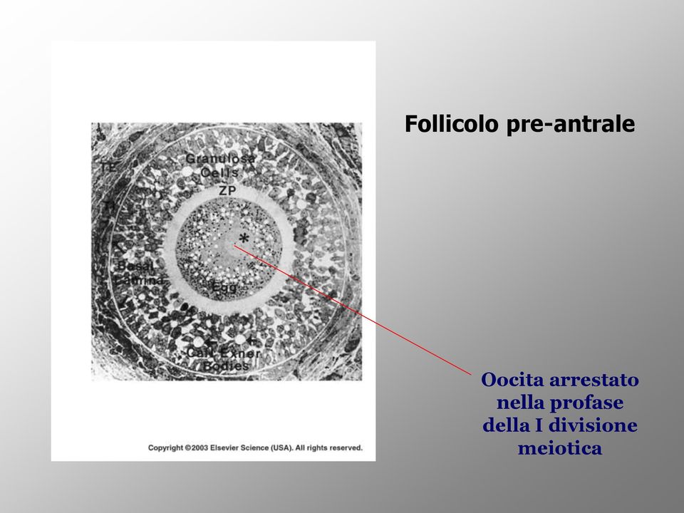 arrestato nella