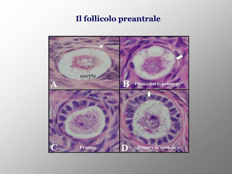 Primordial to