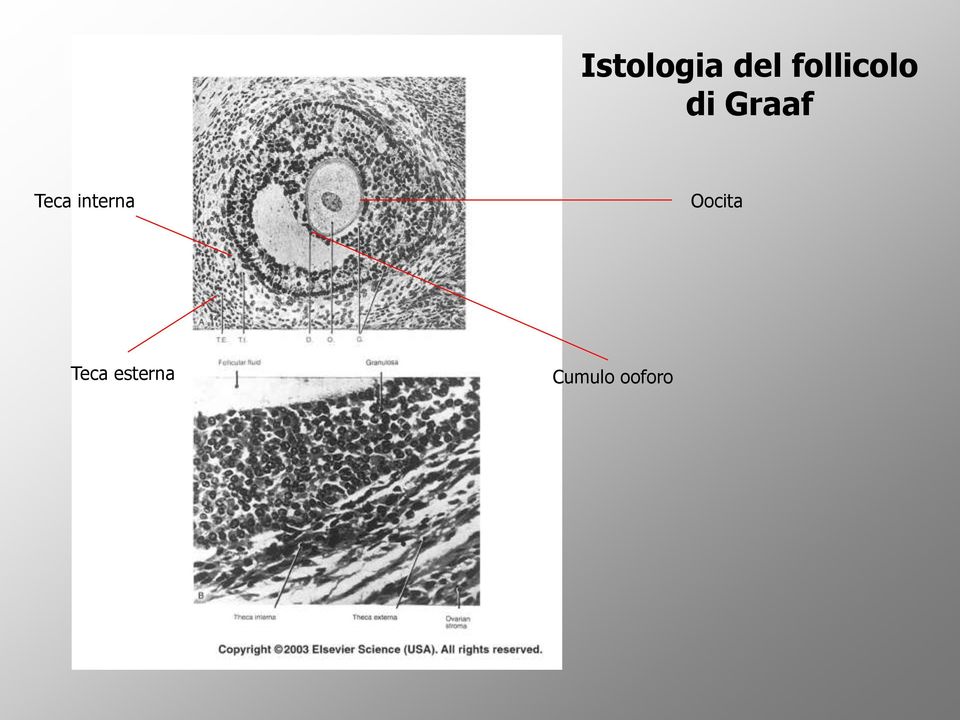 Teca interna Oocita