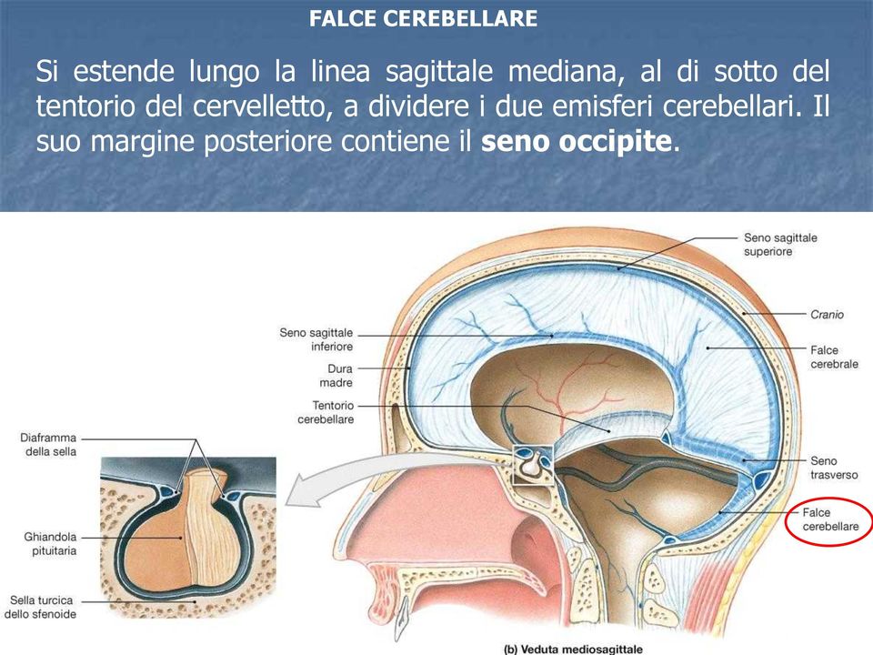 cervelletto, a dividere i due emisferi