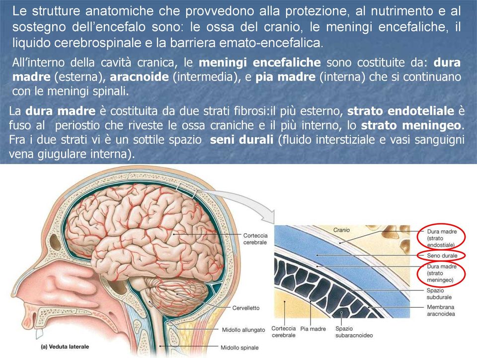 All interno della cavità cranica, le meningi encefaliche sono costituite da: dura madre (esterna), aracnoide (intermedia), e pia madre (interna) che si continuano con le