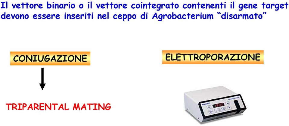 inseriti nel ceppo di Agrobacterium