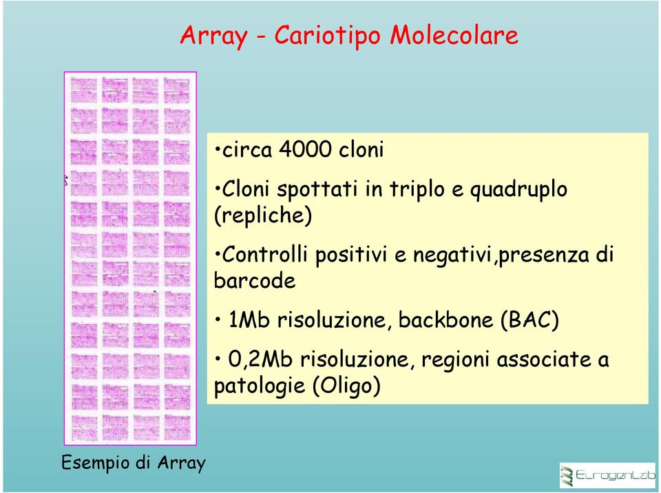 negativi,presenza di barcode 1Mb risoluzione, backbone (BAC)