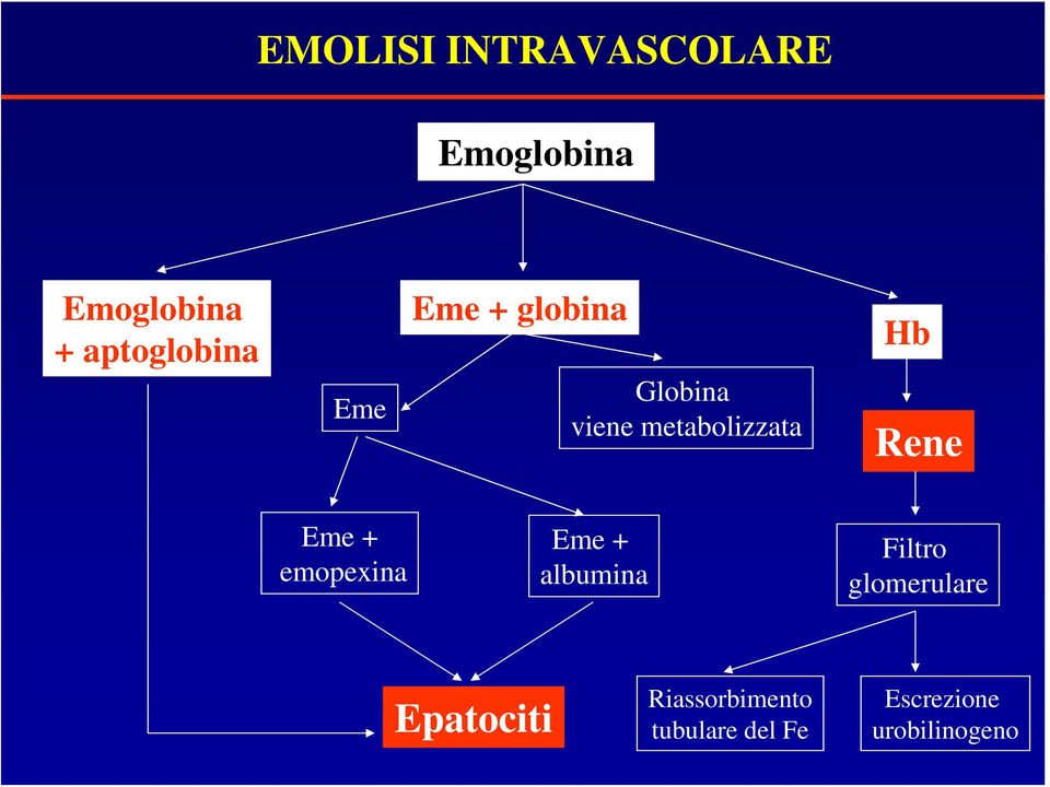 metabolizzata Hb Rene Eme + emopexina Eme + albumina
