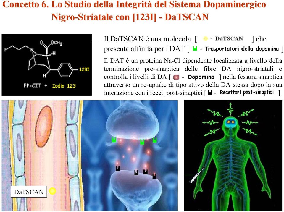 nigro-striatali e controlla i livelli di DA [ ] nella fessura sinaptica attraverso un