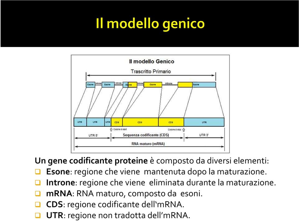 Introne: regione che viene eliminata durante la maturazione.