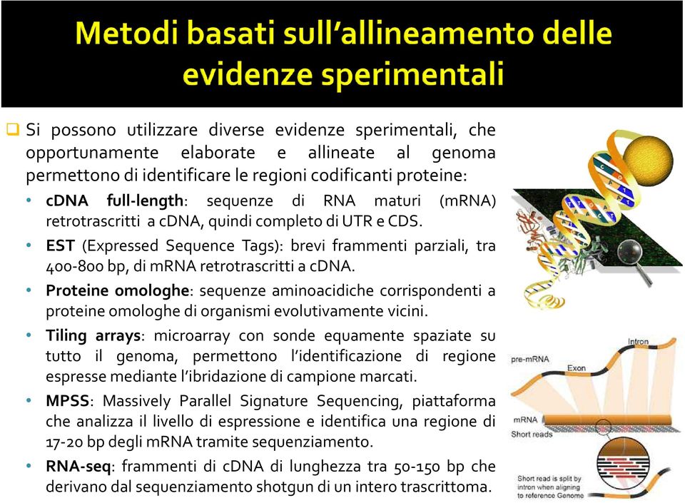 Proteine omologhe: sequenze aminoacidiche corrispondenti a proteine omologhe di organismi evolutivamente vicini.