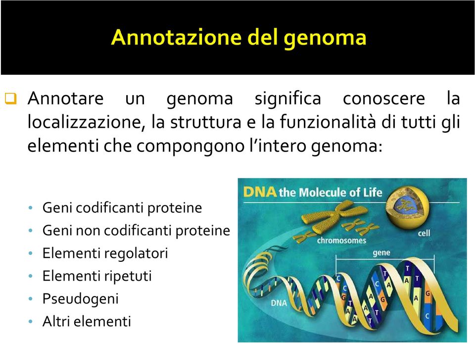 l intero genoma: Geni codificanti proteine Geni non codificanti