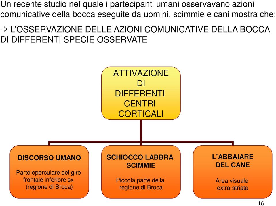 ATTIVAZIONE DI DIFFERENTI CENTRI CORTICALI DISCORSO UMANO Parte operculare del giro frontale inferiore sx (regione