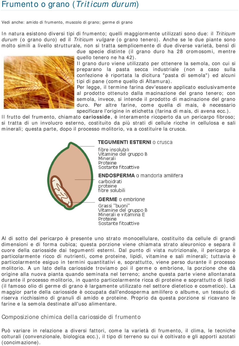 Anche se le due piante sono molto simili a livello strutturale, non si tratta semplicemente di due diverse varietà, bensì di due specie distinte (il grano duro ha 28 cromosomi, mentre quello tenero