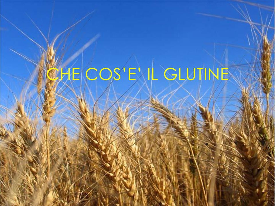 GLUTINE