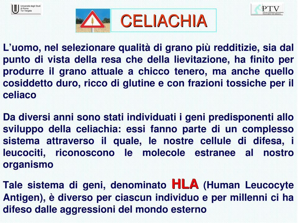 sviluppo della celiachia: essi fanno parte di un complesso sistema attraverso il quale, le nostre cellule di difesa, i leucociti, riconoscono le molecole estranee al