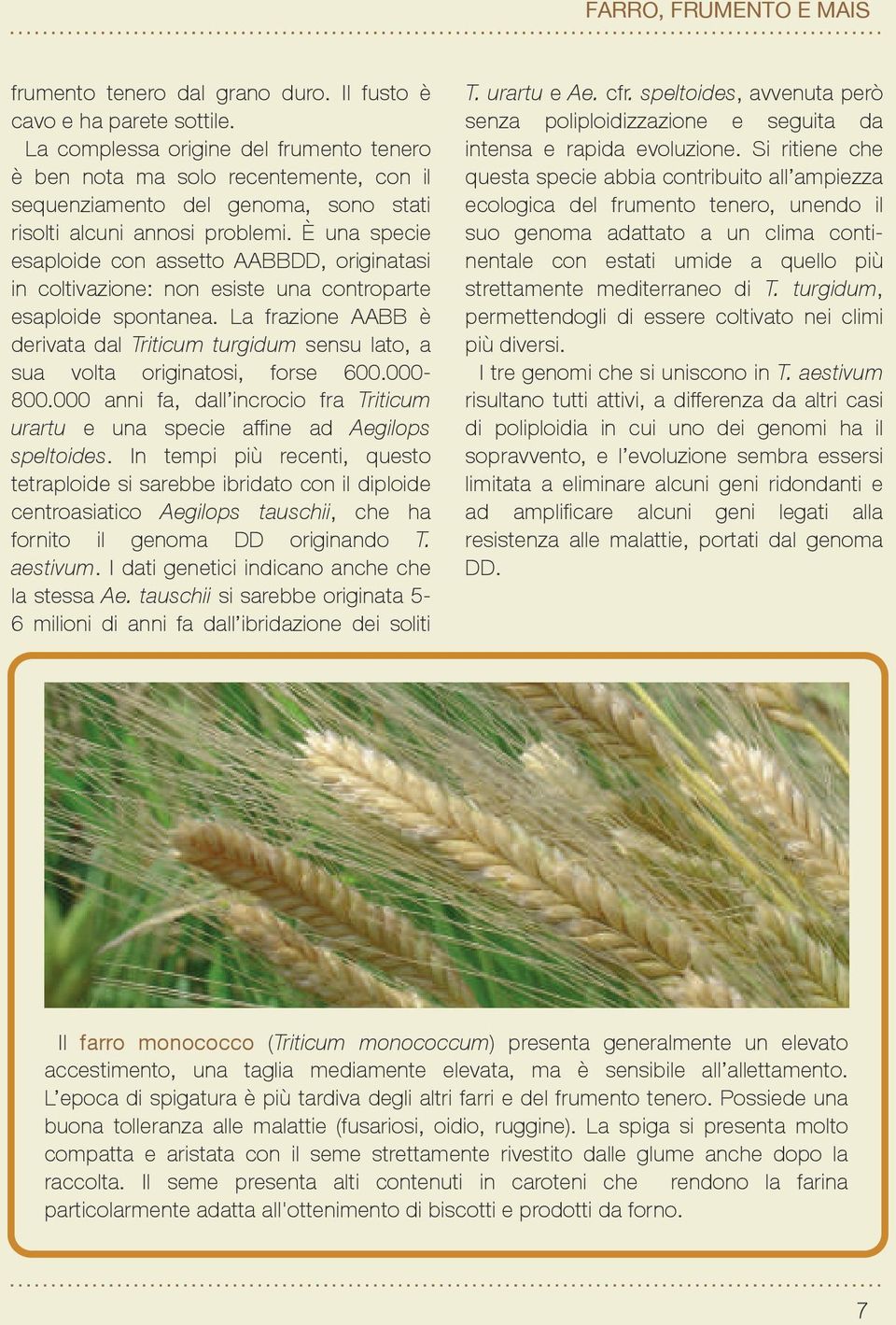 È una specie esaploide con assetto AABBDD, originatasi in coltivazione: non esiste una controparte esaploide spontanea.