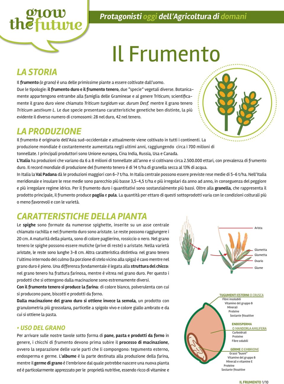 Botanicamente appartengono entrambe alla famiglia delle Gramineae e al genere Triticum; scientificamente il grano duro viene chiamato Triticum turgidum var. durum Desf.