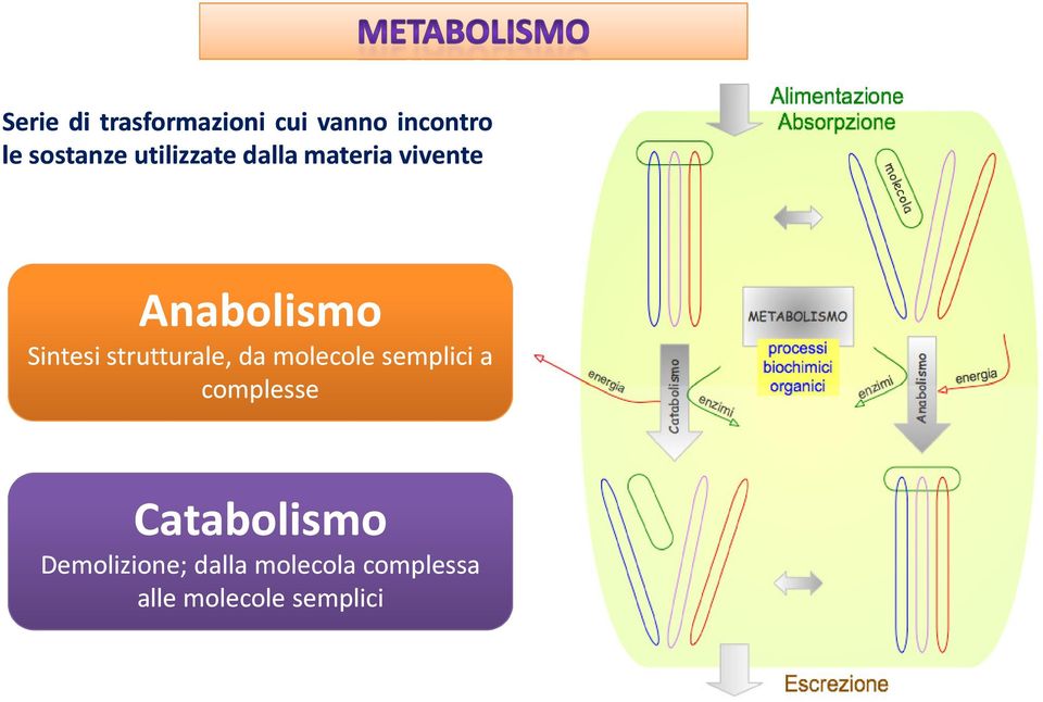 strutturale, da molecole semplici a complesse