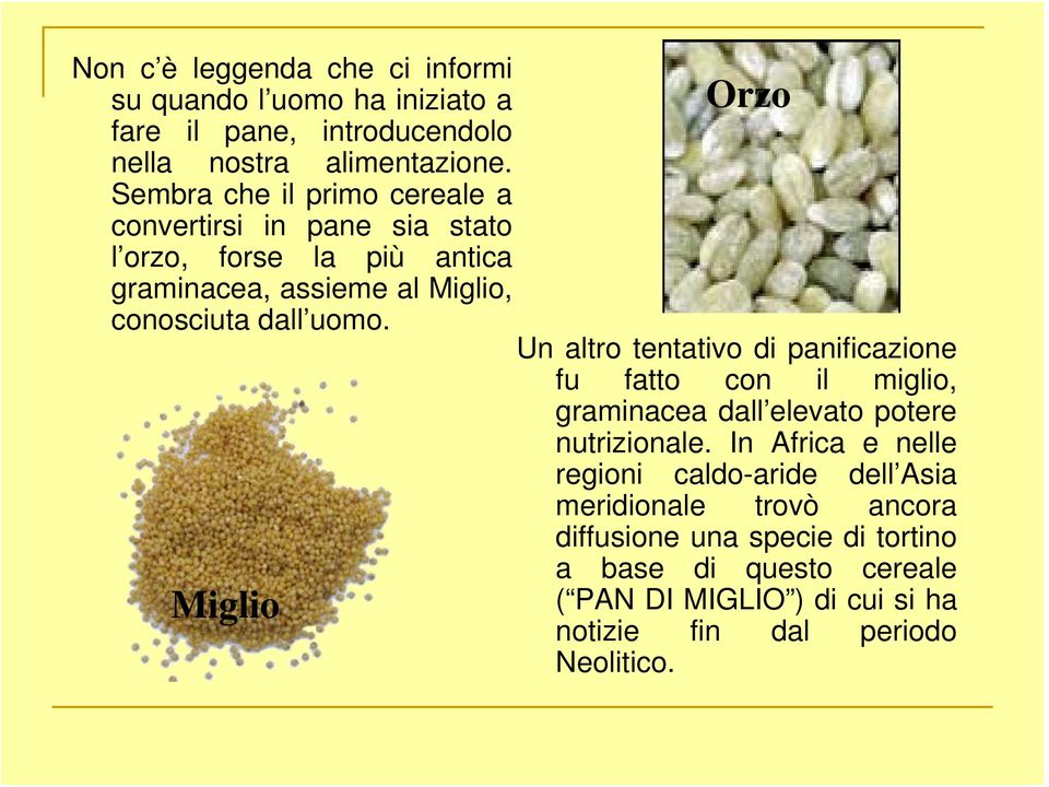 Miglio Orzo Un altro tentativo di panificazione fu fatto con il miglio, graminacea dall elevato potere nutrizionale.