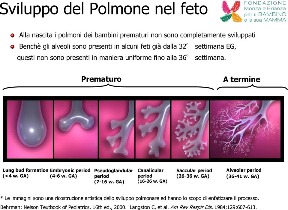 GA) Pseudoglandular period (7-16 w. GA) Canalicular period (16-26 w. GA) Saccular period (26-36 w. GA) Alveolar period (36-41 w.