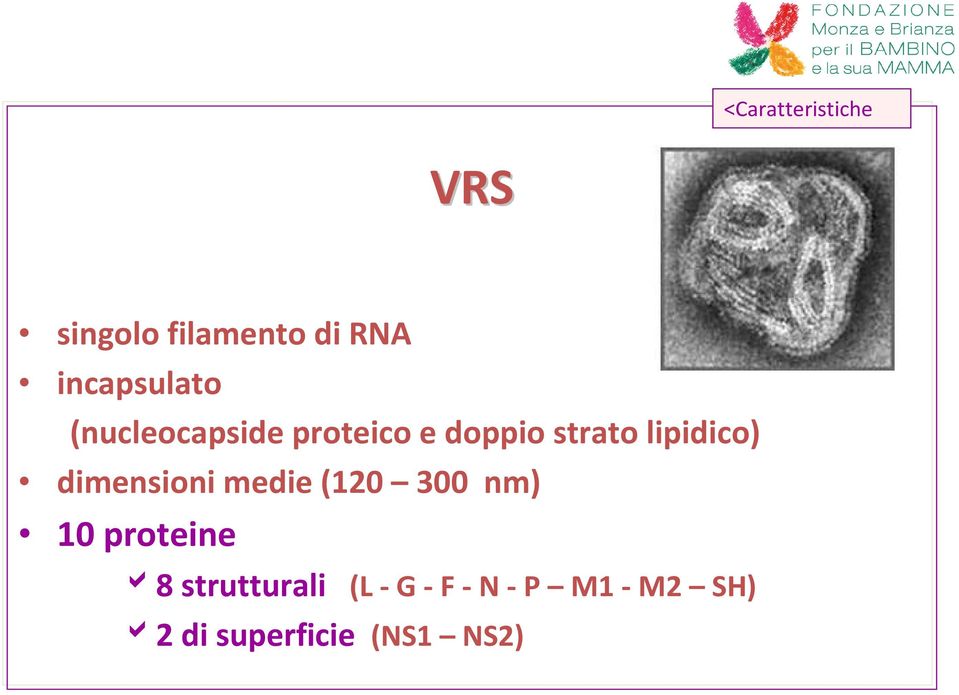 lipidico) dimensioni medie (120 300 nm) 10 proteine