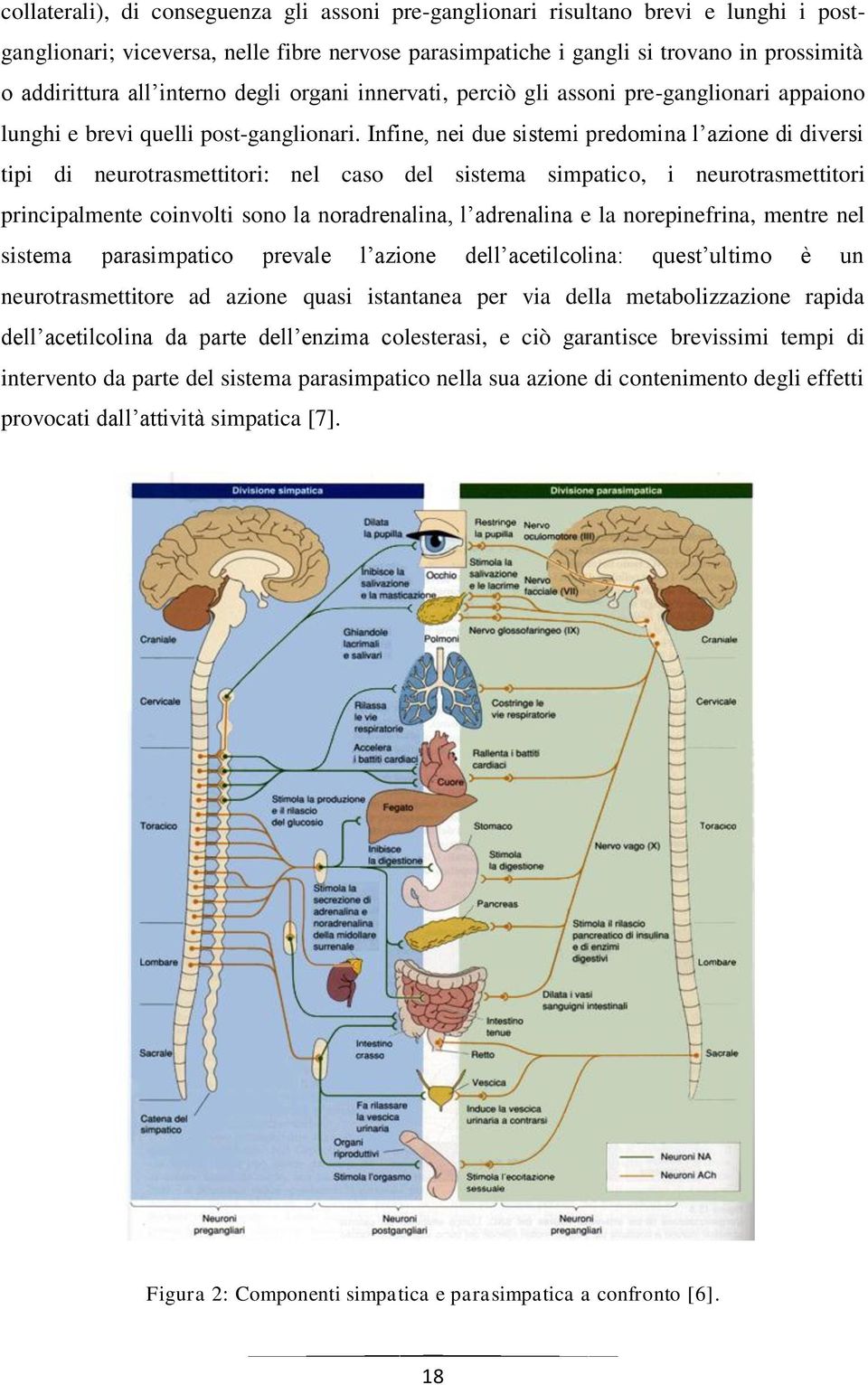 Infine, nei due sistemi predomina l azione di diversi tipi di neurotrasmettitori: nel caso del sistema simpatico, i neurotrasmettitori principalmente coinvolti sono la noradrenalina, l adrenalina e