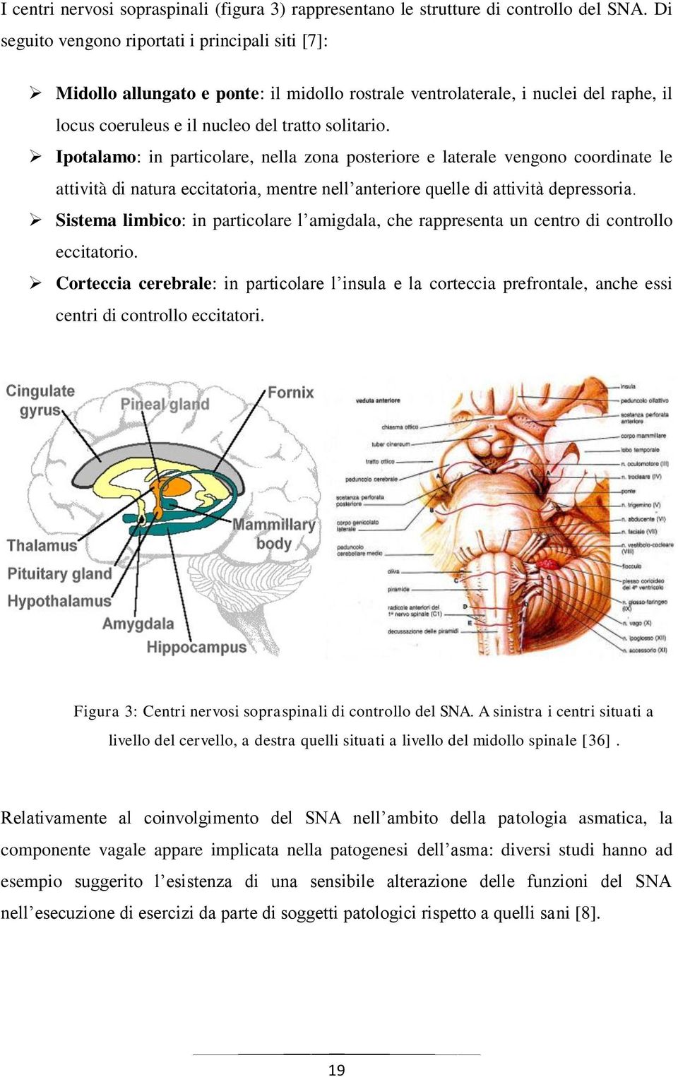 Ipotalamo: in particolare, nella zona posteriore e laterale vengono coordinate le attività di natura eccitatoria, mentre nell anteriore quelle di attività depressoria.