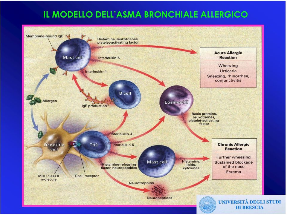 BRONCHIALE