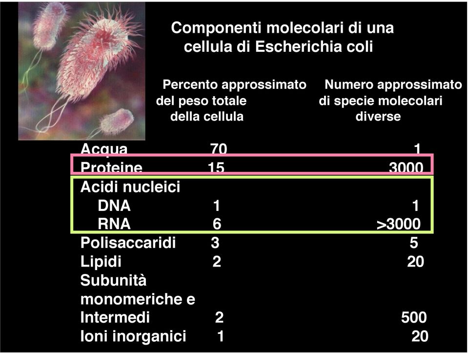 della cellula diverse! Acqua 70 1! Proteine 15 3000! Acidi nucleici! DNA 1 1!