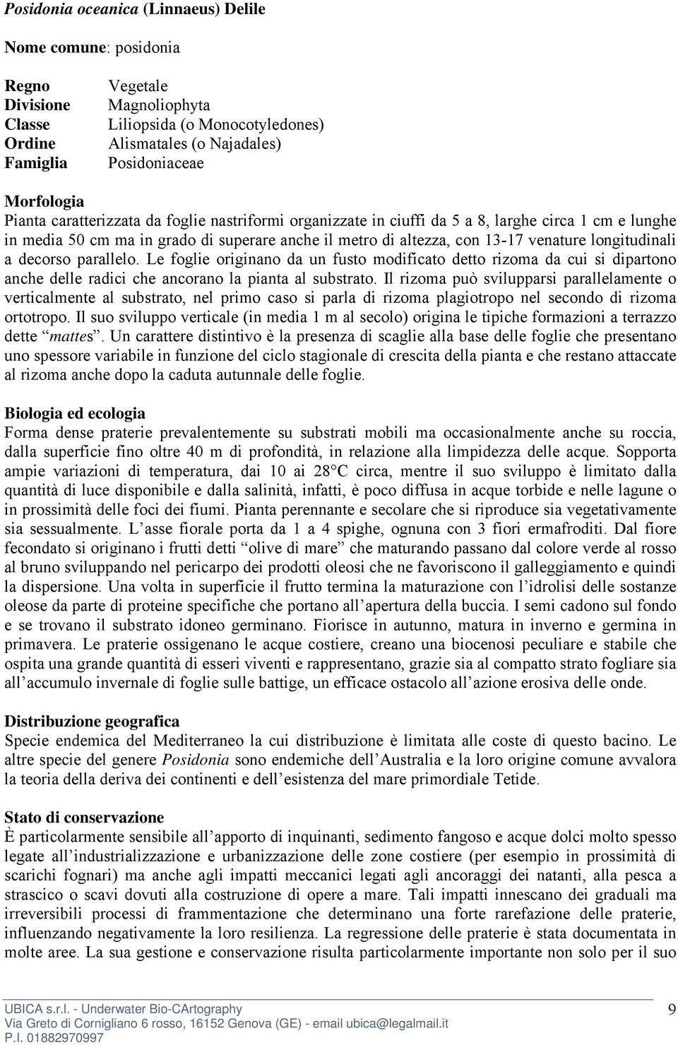 Le foglie originano da un fusto modificato detto rizoma da cui si dipartono anche delle radici che ancorano la pianta al substrato.