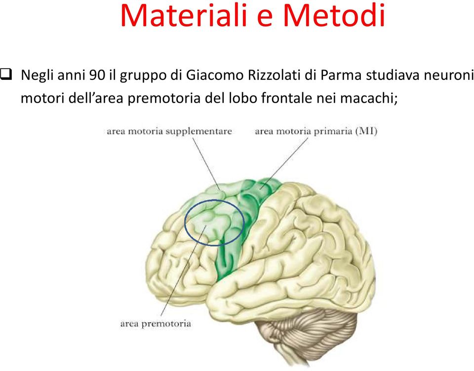 studiava neuroni motori dell