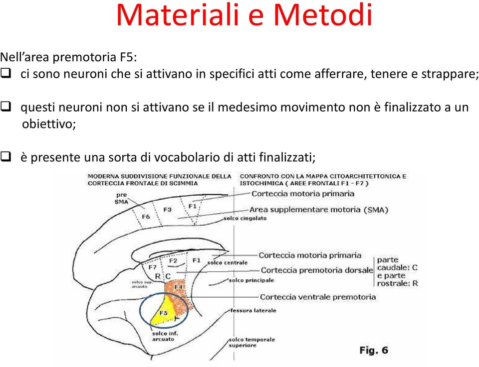 neuroni non si attivano se il medesimo movimento non è