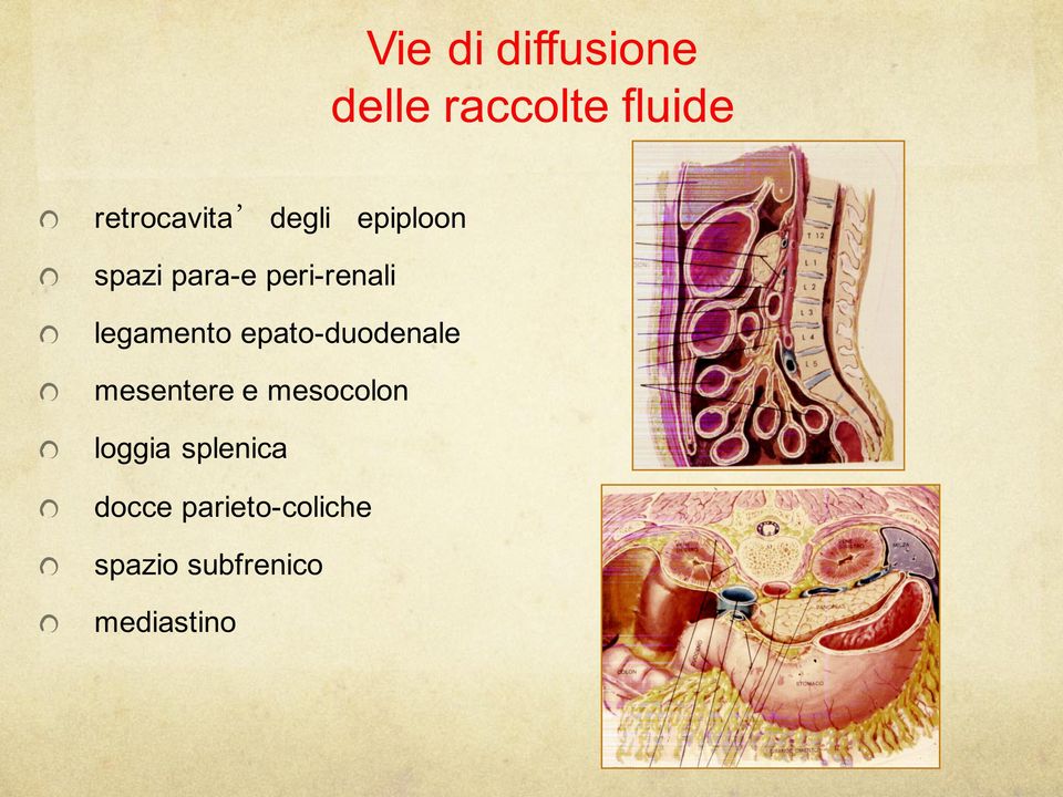 epato- duodenale mesentere e mesocolon loggia