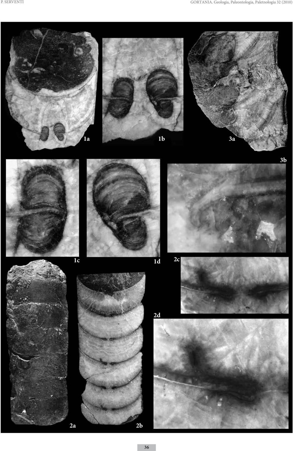 Paletnologia 32 (2010) 1a