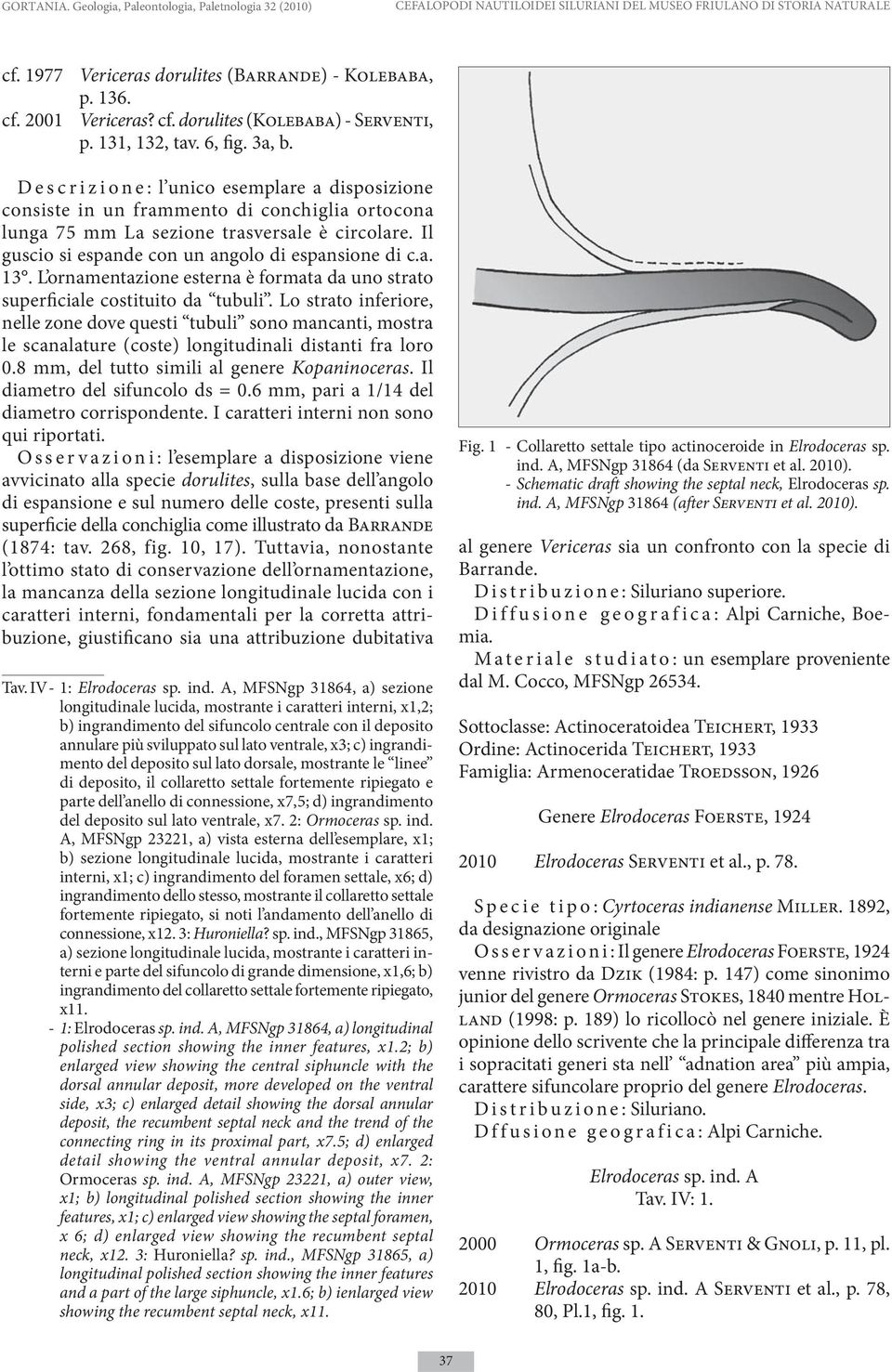 D e s c r i z i o n e : l unico esemplare a disposizione consiste in un frammento di conchiglia ortocona lunga 75 mm La sezione trasversale è circolare.