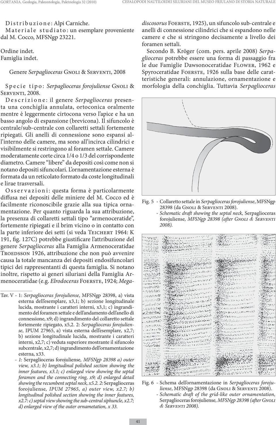 V - 1: Serpaglioceras forojuliense, MFSNgp 28398, a) vista esterna dell esemplare, x3,1; b) sezione longitudinale lucida, mostrante i caratteri interni, x3,1; c) ingrandimento del foramen settale e