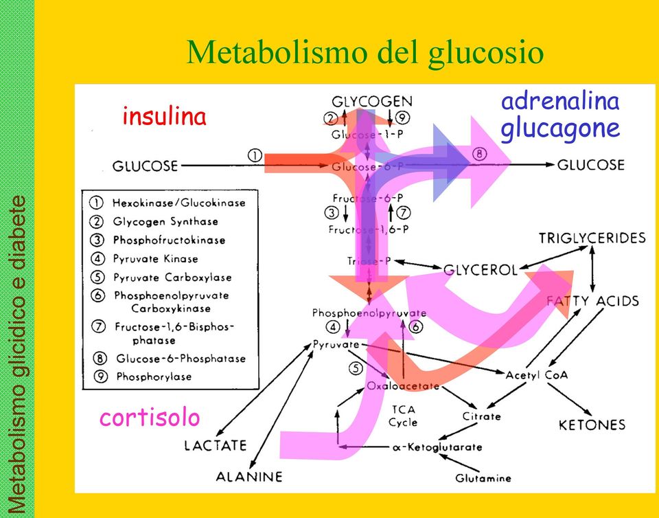 insulina glucagone