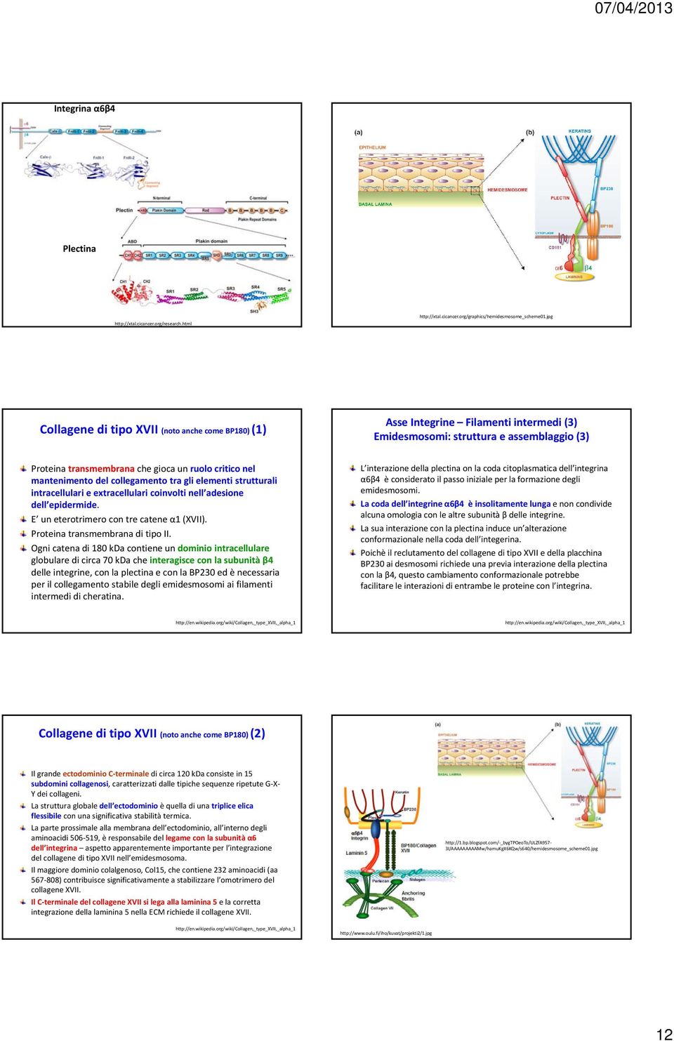 mantenimento del collegamento tra gli elementi strutturali intracellulari e extracellulari coinvolti nell adesione dell epidermide. E un eterotrimero con tre catene α1 (XVII).