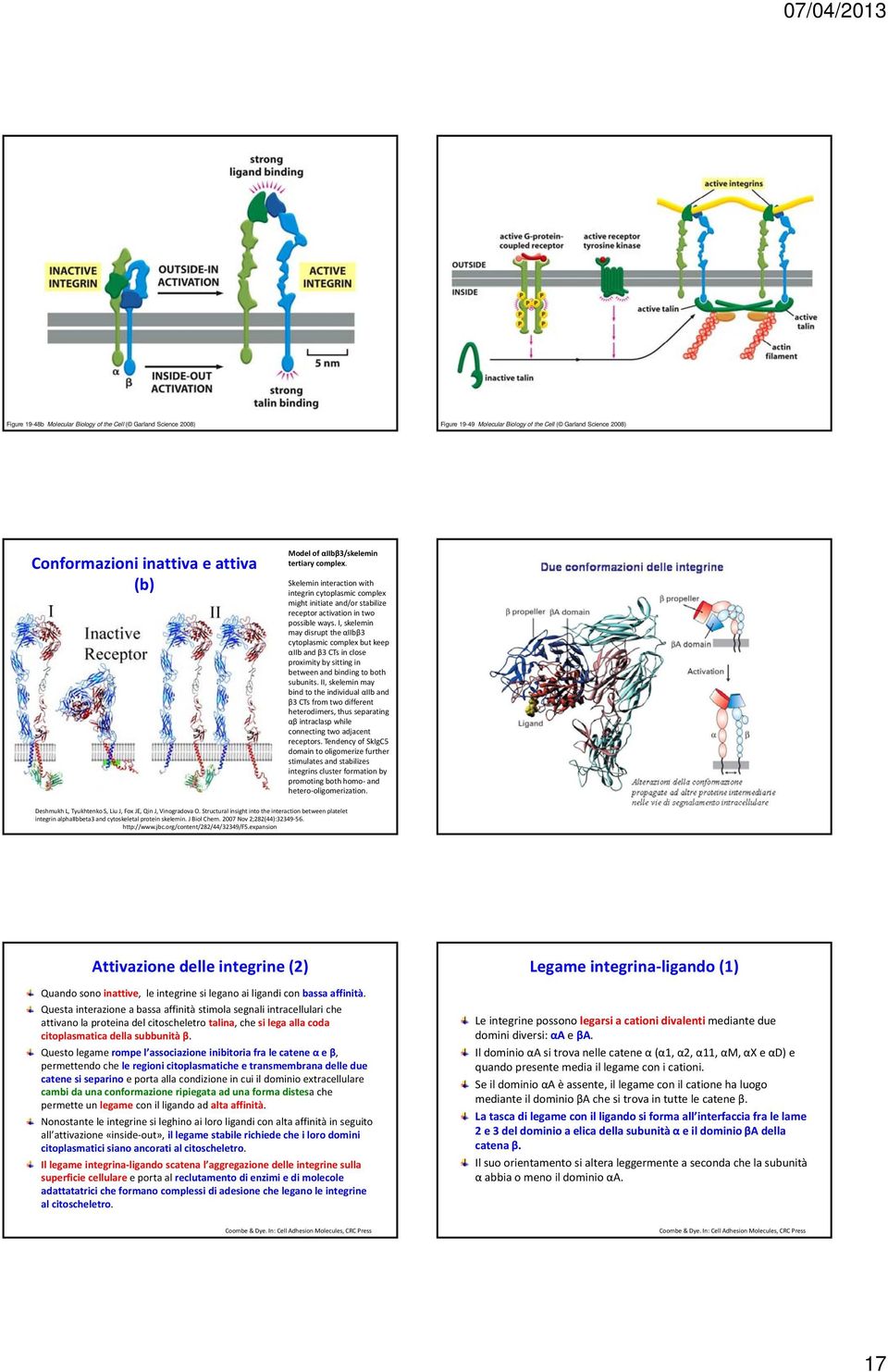 I, skelemin may disrupt the αiibβ3 cytoplasmic complex but keep αiib and β3 CTs in close proximity by sitting in between and binding to both subunits.