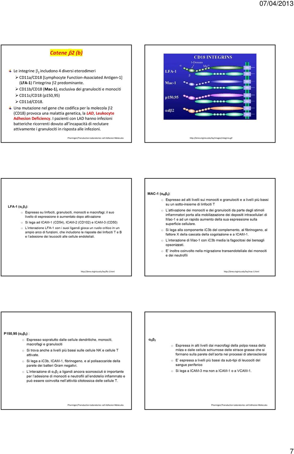 Una mutazione nel gene che codifica per la molecola β2 (CD18) provoca una malattia genetica, la LAD, Leukocyte Adhesion Deficiency.