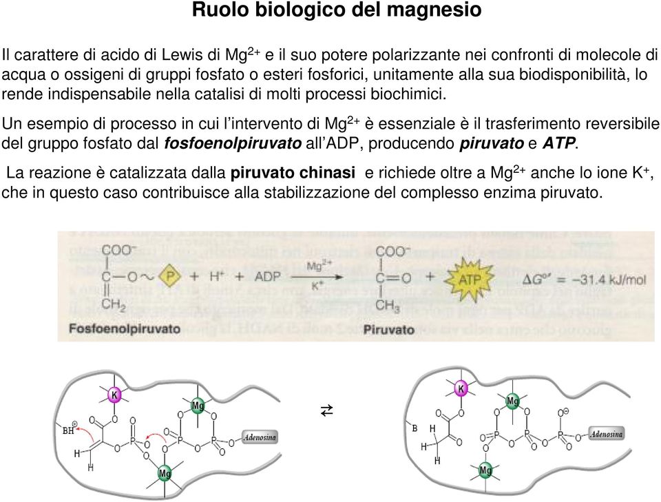 Un esempio di processo in cui l intervento di Mg 2+ è essenziale è il trasferimento reversibile del gruppo fosfato dal fosfoenolpiruvato all ADP, producendo