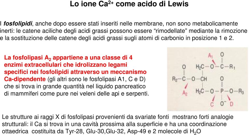 La fosfolipasi A 2 appartiene a una classe di 4 enzimi extracellulari che idrolizzano legami specifici nei fosfolipidi attraverso un meccanismo Ca-dipendente (gli altri sono le fosfolipasi A1, C e D)