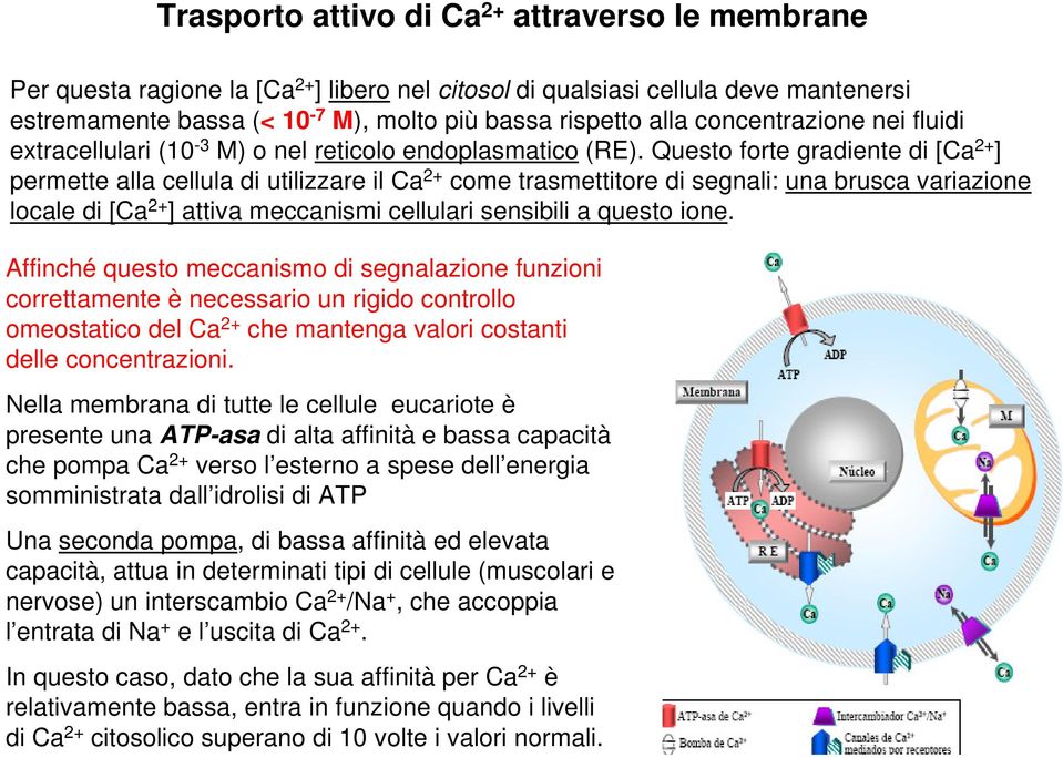 Questo forte gradiente di [Ca 2+ ] permette alla cellula di utilizzare il Ca 2+ come trasmettitore di segnali: una brusca variazione locale di [Ca 2+ ] attiva meccanismi cellulari sensibili a questo