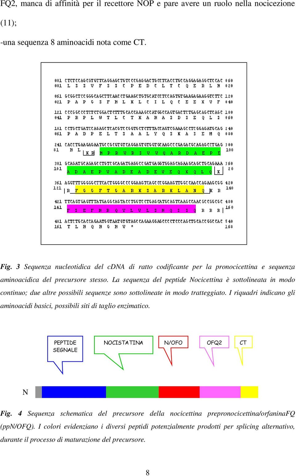 La sequenza del peptide Nocicettina è sottolineata in modo continuo; due altre possibili sequenze sono sottolineate in modo tratteggiato.