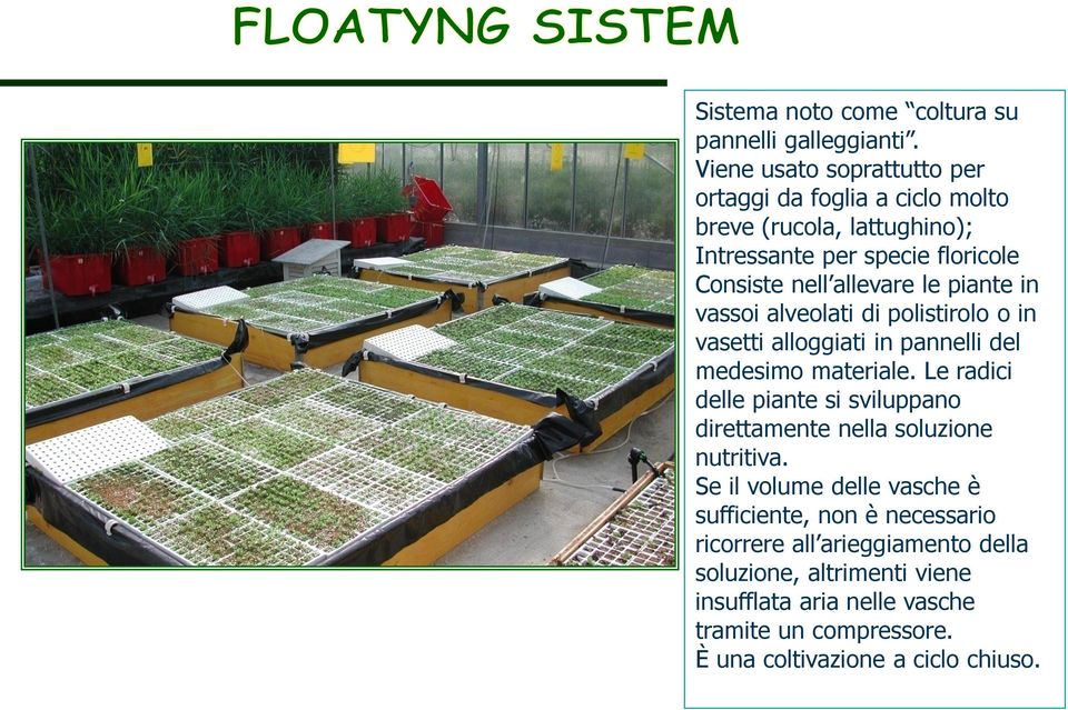 piante in vassoi alveolati di polistirolo o in vasetti alloggiati in pannelli del medesimo materiale.