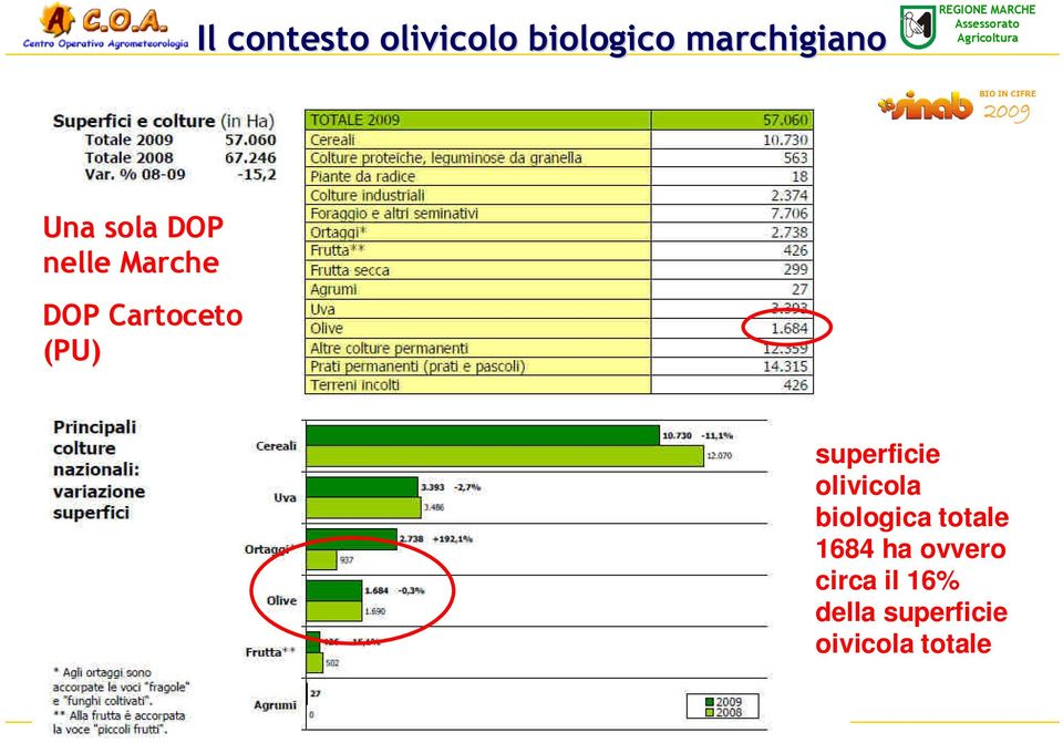 Cartoceto (PU) superficie olivicola biologica