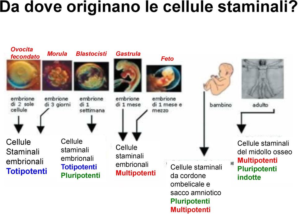 staminali embrionali Totipotenti Pluripotenti Cellule Pluripotent staminali embrionali Cellule staminali