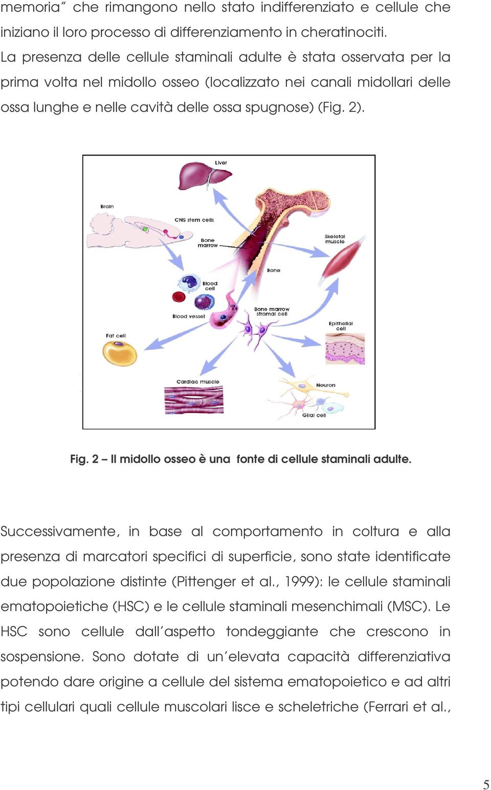 2 Il midollo osseo è una fonte di cellule staminali adulte.