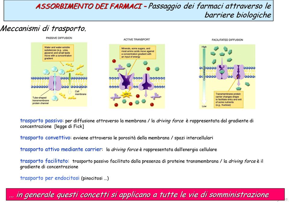 attraverso le porosità della membrana / spazi intercellulari trasporto attivo mediante carrier: la driving force è rappresentata dall energia cellulare trasporto